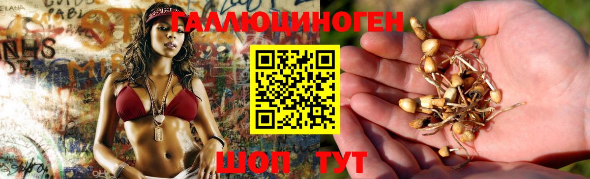 Галлюциногенные грибы Psilocybe Красноуфимск